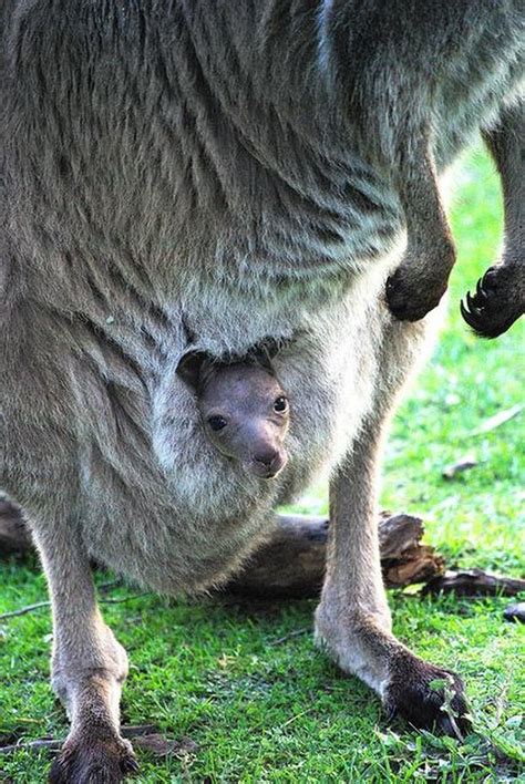 Veja como é a bolsa de um canguru por dentro.